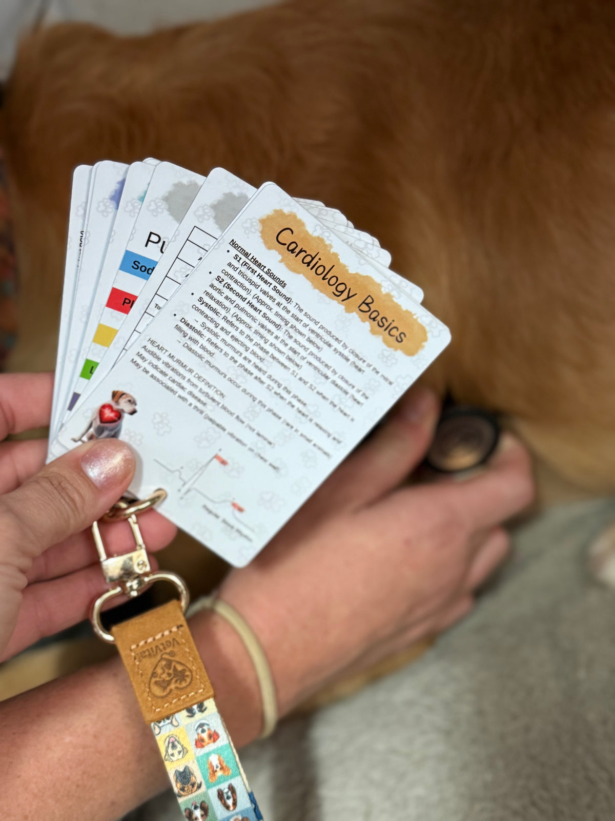 Small Animal Veterinary Reference Card Bundle