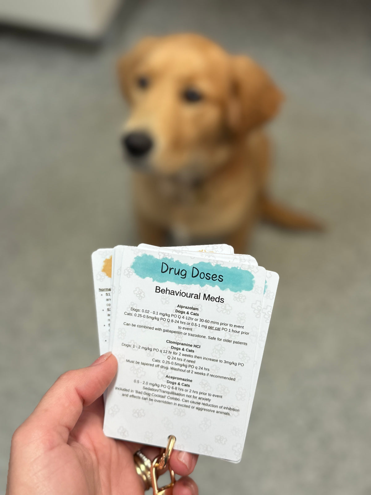 Small Animal Veterinary Reference Card Bundle